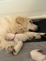 Winston, a male English Cream Golden Retriever for sale in Homosassa, FL – 4 of 8