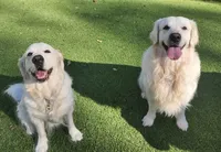 Charlotte, a female English Cream Golden Retriever for sale in Homosassa, FL – 9 of 9