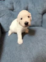 Theodore, a male English Cream Golden Retriever for sale in Homosassa, FL – 1 of 7