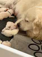 Matilda, a female English Cream Golden Retriever for sale in Homosassa, FL – 4 of 8