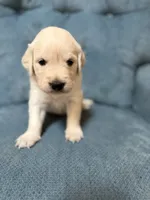Charlotte, a female English Cream Golden Retriever for sale in Homosassa, FL – 1 of 9