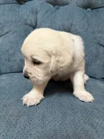 Archibald, a male English Cream Golden Retriever for sale in Homosassa, FL – 3 of 5