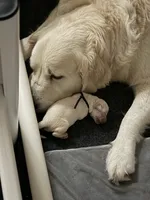 Theodore, a male English Cream Golden Retriever for sale in Homosassa, FL – 4 of 7