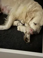 Charlotte, a female English Cream Golden Retriever for sale in Homosassa, FL – 6 of 9