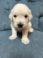 Archibald, a male English Cream Golden Retriever for sale in Homosassa, FL – 1 of 5
