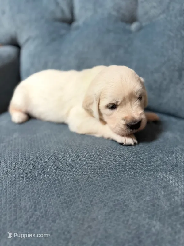 Matilda – English Cream Golden Retriever puppy on hold in Homosassa, FL