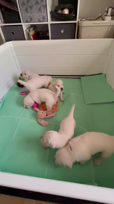 Matilda, a female English Cream Golden Retriever for sale in Homosassa, FL – 7 of 8