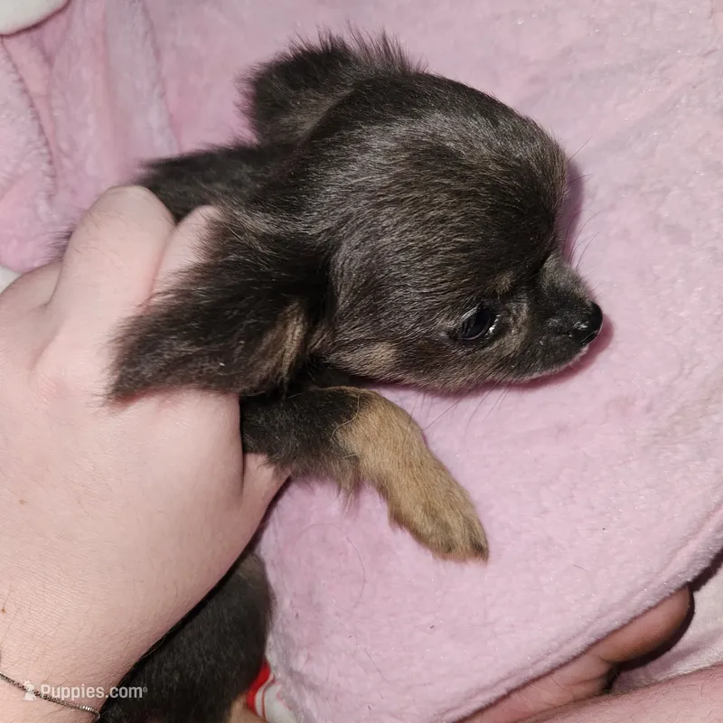 AKC Tiny – Chihuahua puppy for sale in Boonville, MO