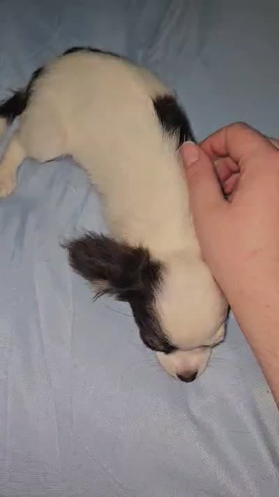 AKC Tiny, a female Chihuahua for sale in Boonville, MO – 2 of 2