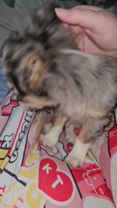 AKC Tiny, a male Chihuahua for sale in Boonville, MO – 3 of 7