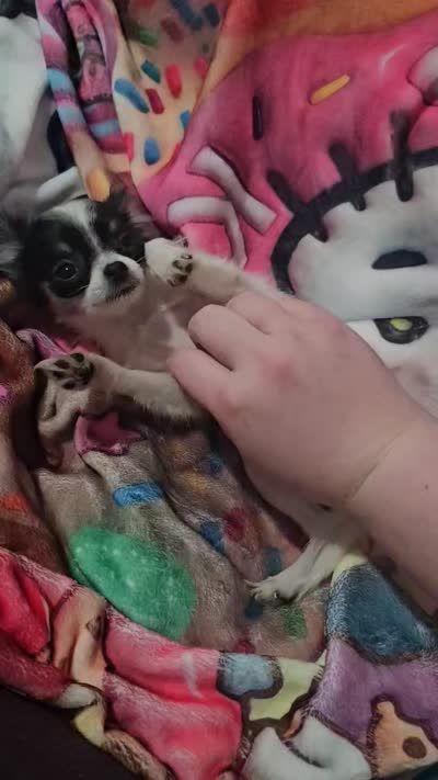 AKC FOREVER Tiny, a female Chihuahua for sale in Boonville, MO – 4 of 7