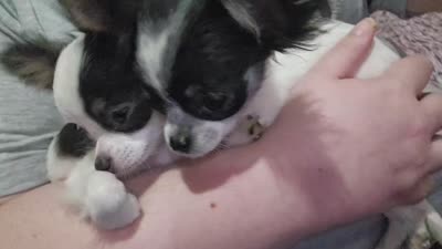 AKC FOREVER Tiny, a female Chihuahua for sale in Boonville, MO – 7 of 7