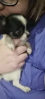 AKC FOREVER Tiny, a female Chihuahua for sale in Boonville, MO – 5 of 7