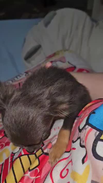 AKC Tiny, a male Chihuahua for sale in Boonville, MO – 1 of 1