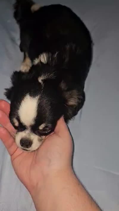 AKC Tiny, a male Chihuahua for sale in Boonville, MO – 5 of 5