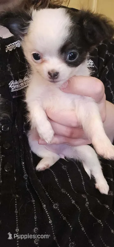 AKC Tiny – Chihuahua puppy for sale in Boonville, MO