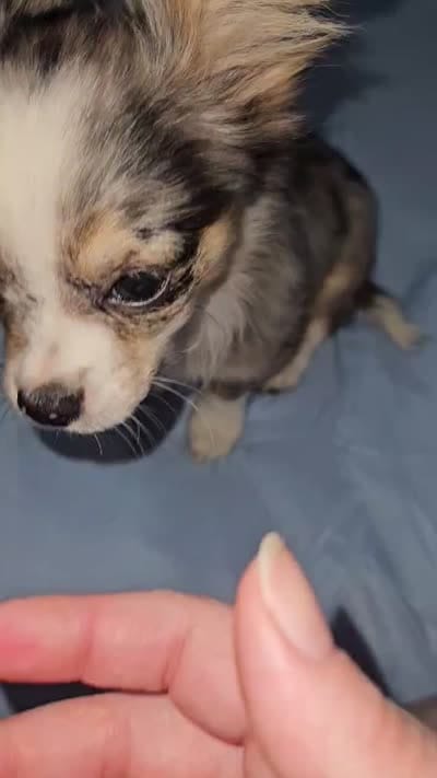 AKC Tiny, a male Chihuahua for sale in Boonville, MO – 6 of 7