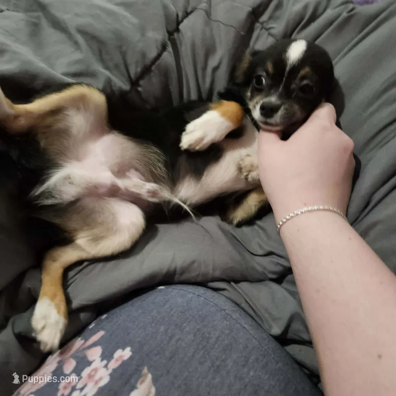 AKC Tiny – Chihuahua puppy for sale in Boonville, MO
