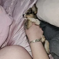 AKC Tiny, a male Chihuahua for sale in Boonville, MO – 1 of 7