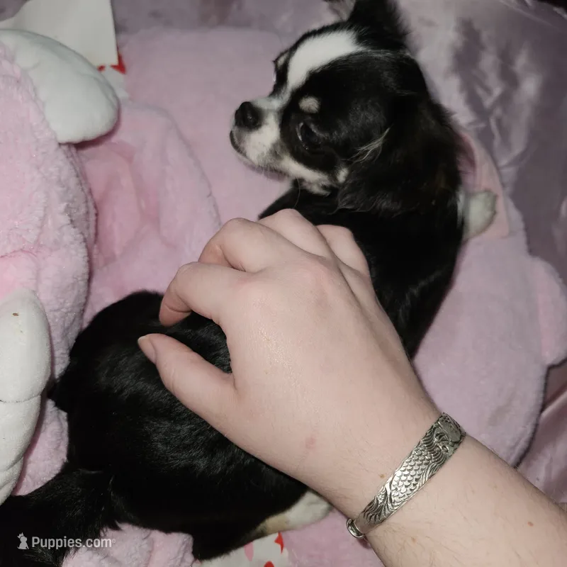 AKC Tiny – Chihuahua puppy for sale in Boonville, MO