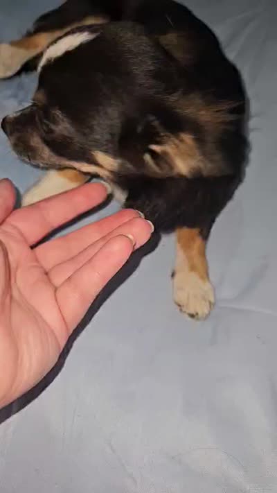 AKC Tiny, a male Chihuahua for sale in Boonville, MO – 2 of 5