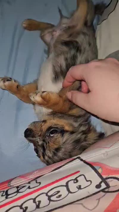 AKC Tiny, a male Chihuahua for sale in Boonville, MO – 4 of 7