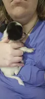 AKC FOREVER Tiny, a female Chihuahua for sale in Boonville, MO – 3 of 7