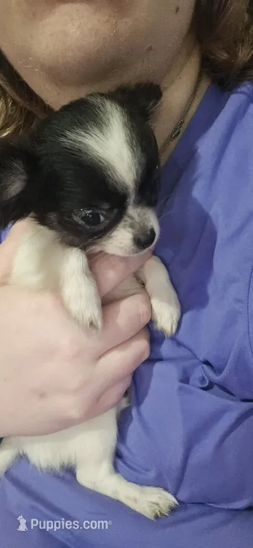 AKC Tiny – Chihuahua puppy for sale in Boonville, MO