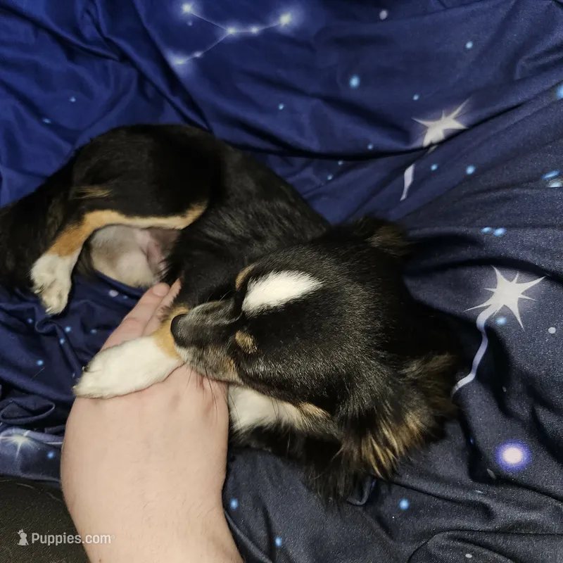 AKC Tiny – Chihuahua puppy for sale in Boonville, MO