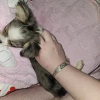 AKC Tiny, a male Chihuahua for sale in Boonville, MO – 2 of 7