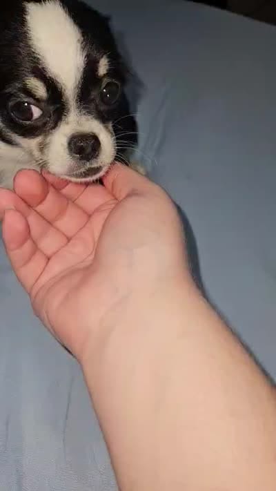 AKC Tiny, a male Chihuahua for sale in Boonville, MO – 4 of 5