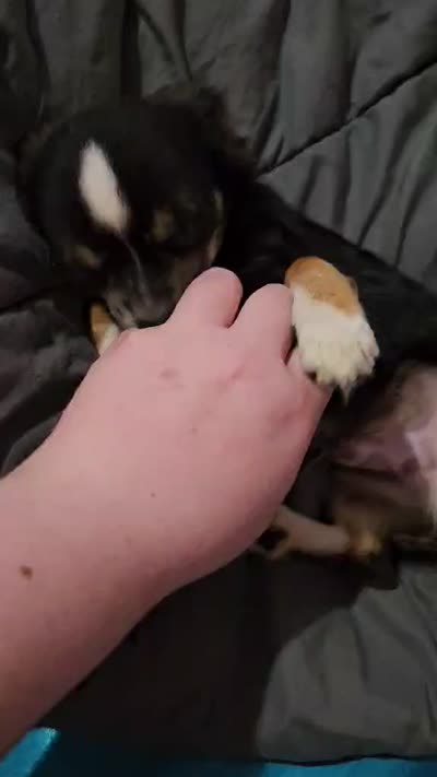 AKC Tiny, a male Chihuahua for sale in Boonville, MO – 3 of 5