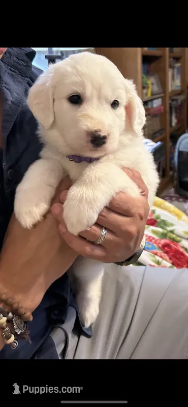 Savannah – Great Pyrenees puppy for sale in Morriston, FL