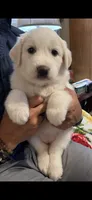 ❤️Roxy❤️, a female Great Pyrenees for sale in Morriston, FL – 1 of 1
