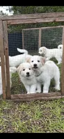 Oak, a male Great Pyrenees for sale in Morriston, FL – 3 of 3