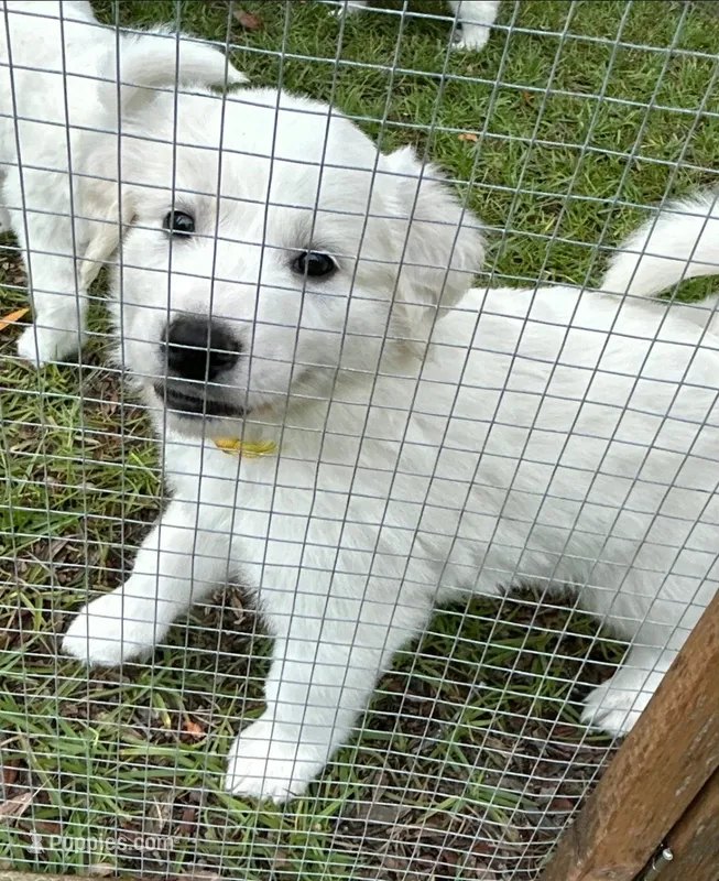 💛Snowy💛, a female Great Pyrenees for sale in Morriston, FL – 1 of 2