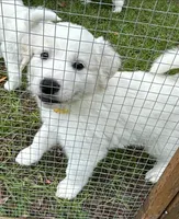 💛Snowy💛, a female Great Pyrenees for sale in Morriston, FL – 1 of 2
