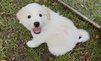 🩵 Moon 🩵, a female Great Pyrenees for sale in Morriston, FL – 2 of 3