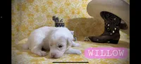 Willow, a female Great Pyrenees for sale in Morriston, FL – 2 of 3