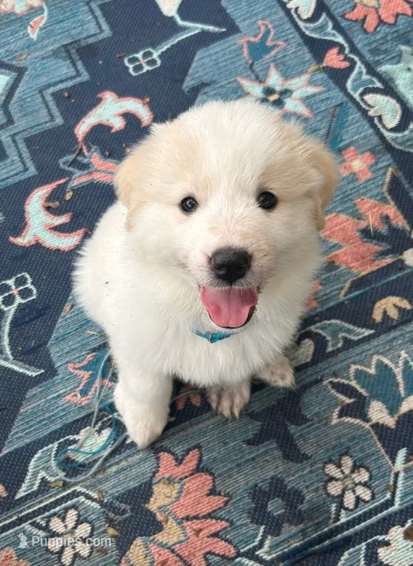 🩵Moon🩵 – Great Pyrenees puppy for sale in Morriston, FL