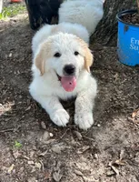 💙 Nåpu 💙, a male Great Pyrenees for sale in Morriston, FL – 1 of 2