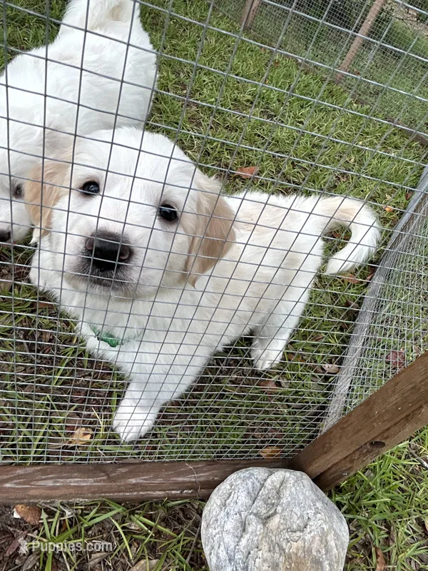 Oak – Great Pyrenees puppy for sale in Morriston, FL