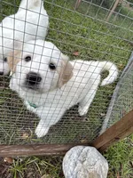 Oak, a male Great Pyrenees for sale in Morriston, FL – 1 of 3