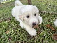 Willow, a female Great Pyrenees for sale in Morriston, FL – 3 of 3