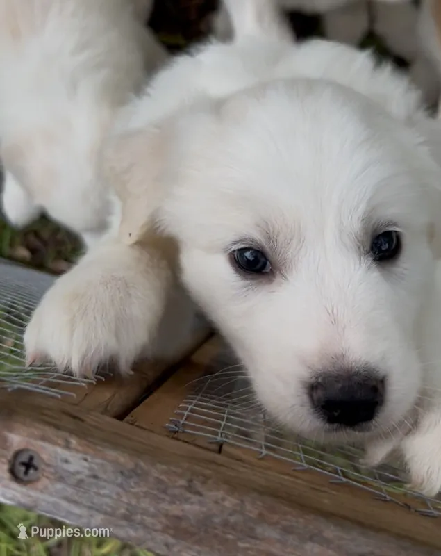 💛Snowy💛 – Great Pyrenees puppy for sale in Morriston, FL