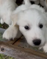 💛Snowy💛, a female Great Pyrenees for sale in Morriston, FL – 2 of 2