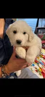 🩵 Moon 🩵, a female Great Pyrenees for sale in Morriston, FL – 3 of 3