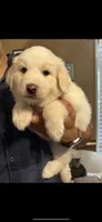 💙 Nåpu 💙, a male Great Pyrenees for sale in Morriston, FL – 2 of 2