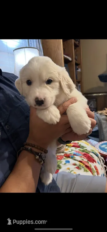 Willow – Great Pyrenees puppy for sale in Morriston, FL