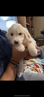 Willow, a female Great Pyrenees for sale in Morriston, FL – 1 of 3